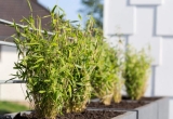 Winterharte Pflanzkübel: So überwintern deine Pflanzen unbeschadet