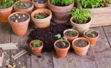 Anzuchttöpfe: Ideal für deinen Gemüse- und Pflanzenanbau