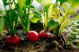 Gemüseanbau: So wird deine Ernte ertragreich